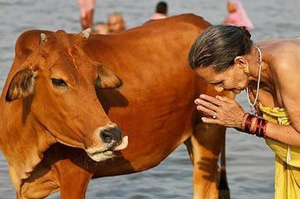 Information about puranic importance of the cow in vedic culture tirumala srivari   brahmotsavam and significance of cows worship  tirumala tirupati  brahmotsavam   celebrations and more